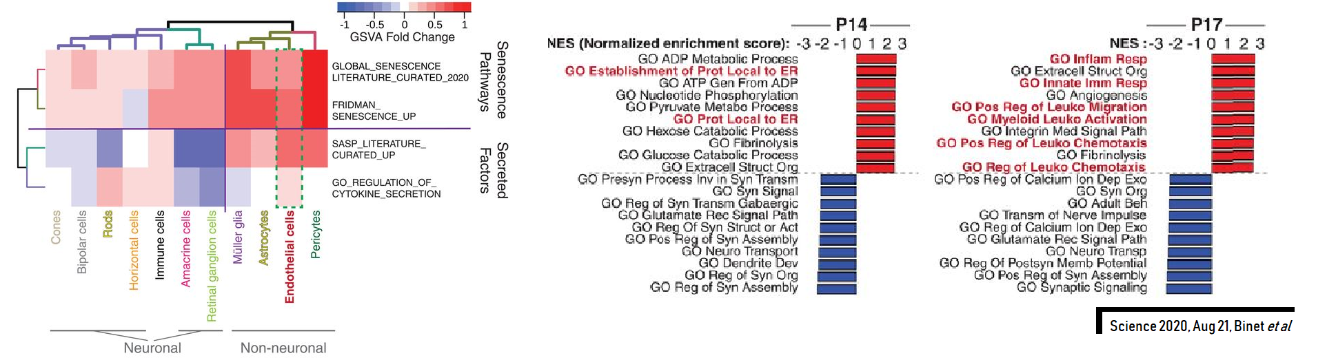 bandeau RNAseq2